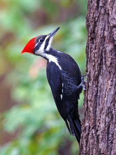 a woodpecker is standing on the side of a tree