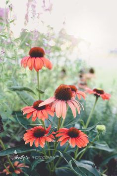 some red flowers are growing in the grass