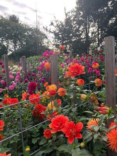 many different colored flowers growing in a garden