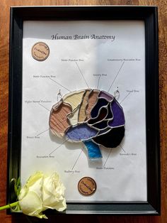 the anatomy of a human brain in a frame with a flower next to it on a wooden table