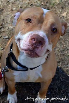 a brown and white dog is looking up at the camera