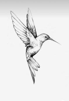 a drawing of a hummingbird flying in the air