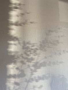 the shadow of a tree on a wall