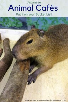 a capybara sitting on top of a pile of logs next to a tree branch