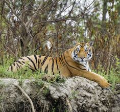 a large tiger laying on top of a rock