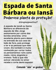 a poster with an image of a plant in spanish and the words'espadda de santa barbara ou lansa '