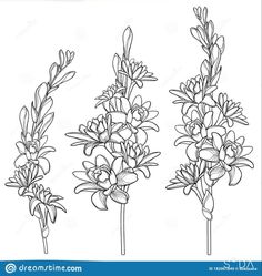 three different types of flowers on a white background royalty illustration for coloring book or page