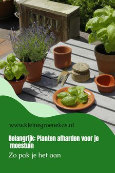 Dit is waarom je je planten moet afharden voor je moestuin