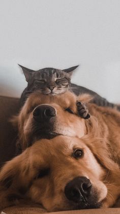 a cat is laying on the back of a dog's head as it lays down