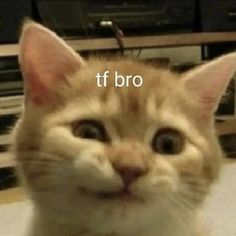 an orange and white cat sitting on top of a table