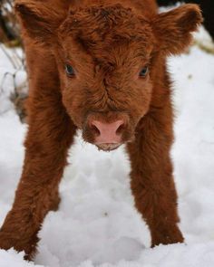 a baby calf standing in the snow looking at the camera with its nose slightly open