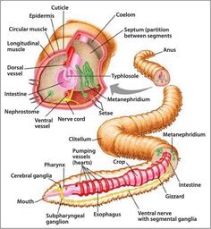 the structure of an animal's stomach