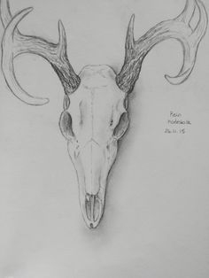 a drawing of a deer's skull with large antlers on the back of it