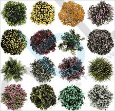 the top view of different types of shrubs