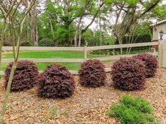 three bushes in front of a fence with trees and grass around them on the ground