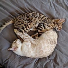 two cats laying on top of a bed next to each other in the same position