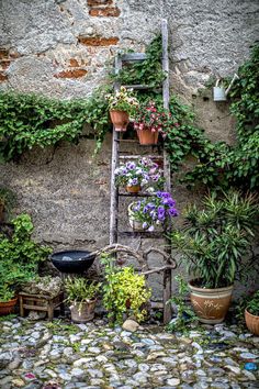 an old wooden ladder with potted plants on it in front of a stone wall