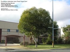 an empty street in front of a building with a large tree on the side of it