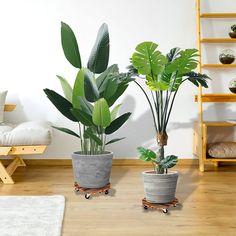 two potted plants on wheels in front of a white wall and wood flooring