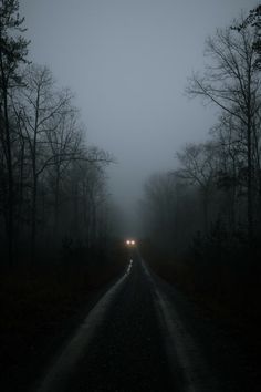 Credits: unsplash.com these pictures either make you feel discomfort or peaceful. Quick Money Online, Dark Forest Aesthetic, Forest Walk, Dark Tree, 2 September, Foggy Forest, Forest Wallpaper, Dark Forest, Wallpaper Downloads