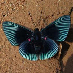 a blue and black butterfly sitting on the ground