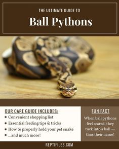 the ultimate guide to ball pythons