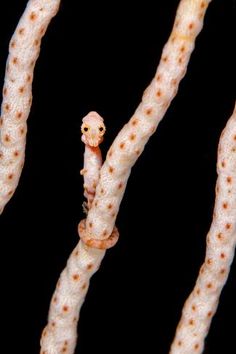 size: 24x16in Photographic Print: Female Denise'S Pygmy Seahorse (Hippocampus Denise) On Coral Seafan (Annella Mollis) Misool by Alex Mustard : Seahorse Facts, Colorful Seahorse, Seahorse Art, Raja Ampat, Life Aquatic, Beautiful Sea Creatures, Sea Dragon, Ocean Creatures, Underwater Photography