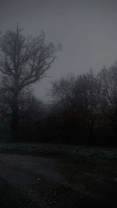 an empty road with trees in the background on a foggy day at night time