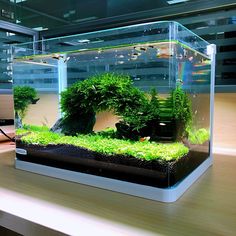 an aquarium filled with green plants on top of a wooden table