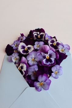 purple and white pansies in an envelope