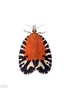 an orange and black moth on a white background