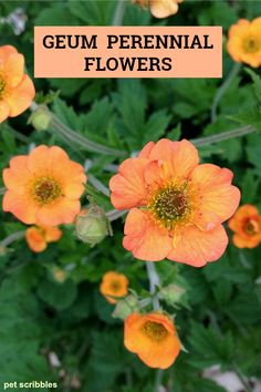 an orange flower with the words geum perennial flowers