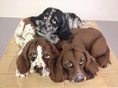 four dogs are laying down on the floor with their heads turned to look like they're looking at something