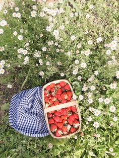 strawberries in a basket on the ground next to daisies