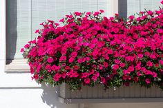 pink flowers are growing in a window box