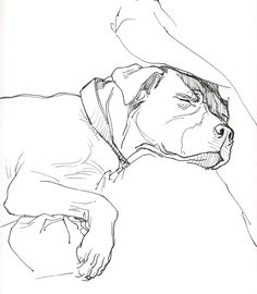 a black and white drawing of a dog