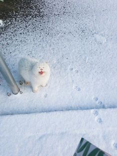 a small white cat sitting in the snow next to a metal pole and fence post