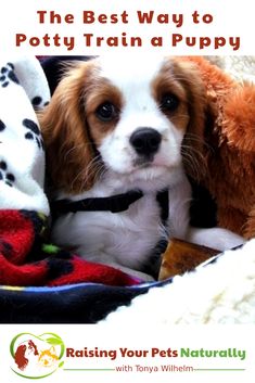 a puppy sitting on top of a blanket with stuffed animals in it's lap