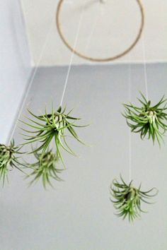 several air plants hanging from strings in a room