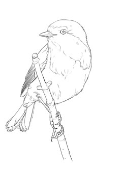 a black and white drawing of a bird on a branch