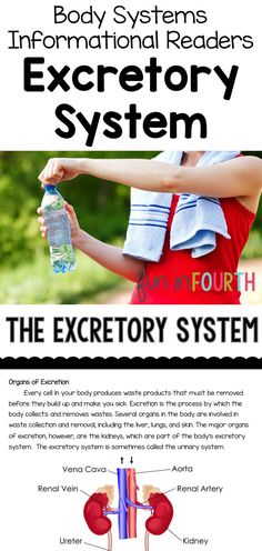 the excretory system info sheet