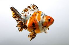 an orange and white fish floating in the water