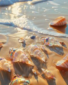 many shells are on the beach and one is in the water with waves coming up