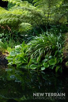 ferns and other plants are reflected in the water