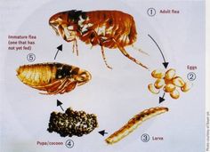 the life cycle of a bed bug and some other things to eat on it's side