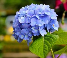 a close up of a blue flower with green leaves