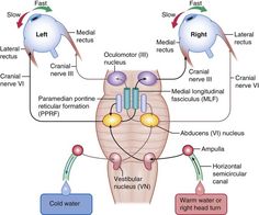 diagram of the cell membrane and its functions