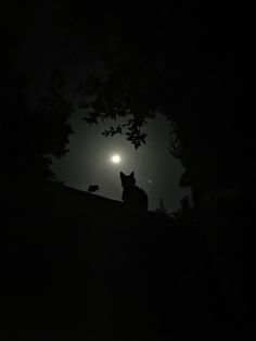 a cat sitting on top of a roof in the dark