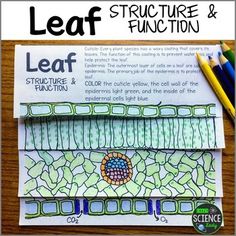 the leaf structure and function worksheet for students to practice their writing skills with