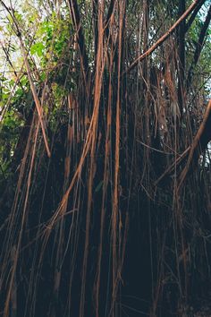 the tall tree is covered with many thin branches